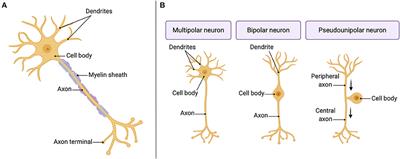 Biomaterials for Neural Tissue Engineering